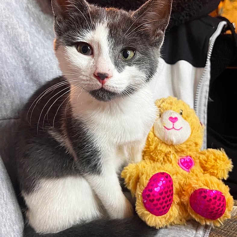 Luna joined the competition — help win amazing prizes! animal, cat, close_up, companion, cozy, cute, domestic_animal, feline, fur, gray_and_white, indoors, kitten, pet, playful, plush_toy, sitting, soft_toy, stuffed_animal, teddy_bear, whiskers