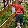 Kyle is registered to the contest to win money with this photo: toddler, child, orange_shirt, gray_shorts, green_basket, yellow_object, wooden_fence, wagon_wheel, grass, outdoor, shoes, crocs, back_view, summer, playing, nature, daylight, person, young_child, activity