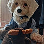 dog, white_dog, fluffy, curly_fur, plush_toy, moose_toy, table, indoor, blue_shirt, vest, pet, cute, animal, furniture, portrait, closeup, house, decor, soft_toy, companion