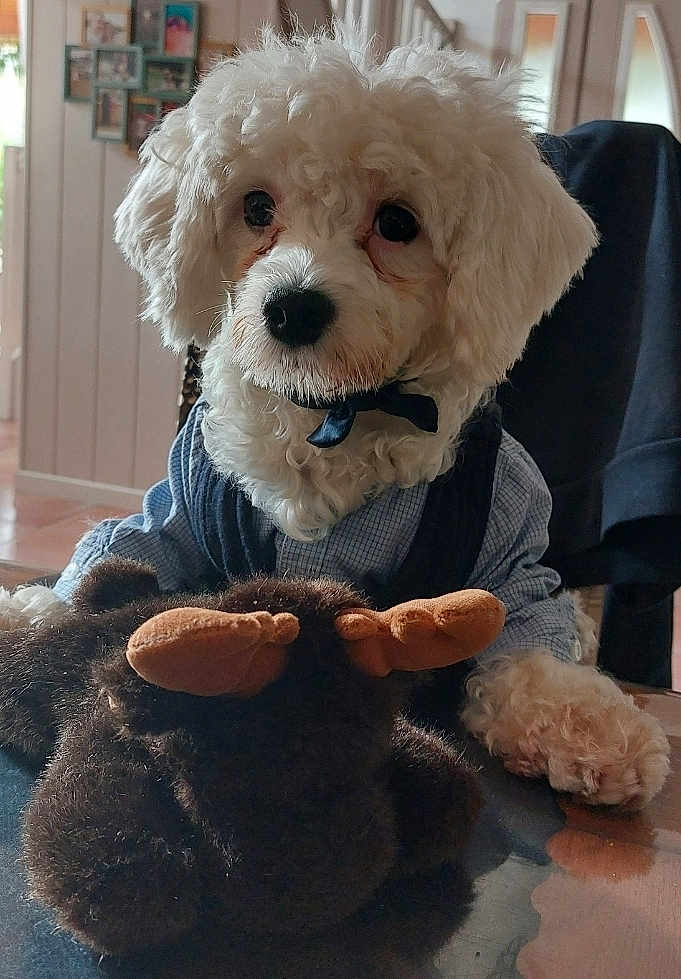 Virgule participe au concours pour gagner de l'argent avec cette photo : dog, white_dog, fluffy, curly_fur, plush_toy, moose_toy, table, indoor, blue_shirt, vest, pet, cute, animal, furniture, portrait, closeup, house, decor, soft_toy, companion
