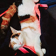 Namyra participe au concours pour gagner de l'argent avec cette photo : cat, calico_cat, sleeping, blanket, cozy, fur, pet, animal, resting, cute, indoor, soft, pink, black, relaxation, whiskers, paw, napping, comfort, feline