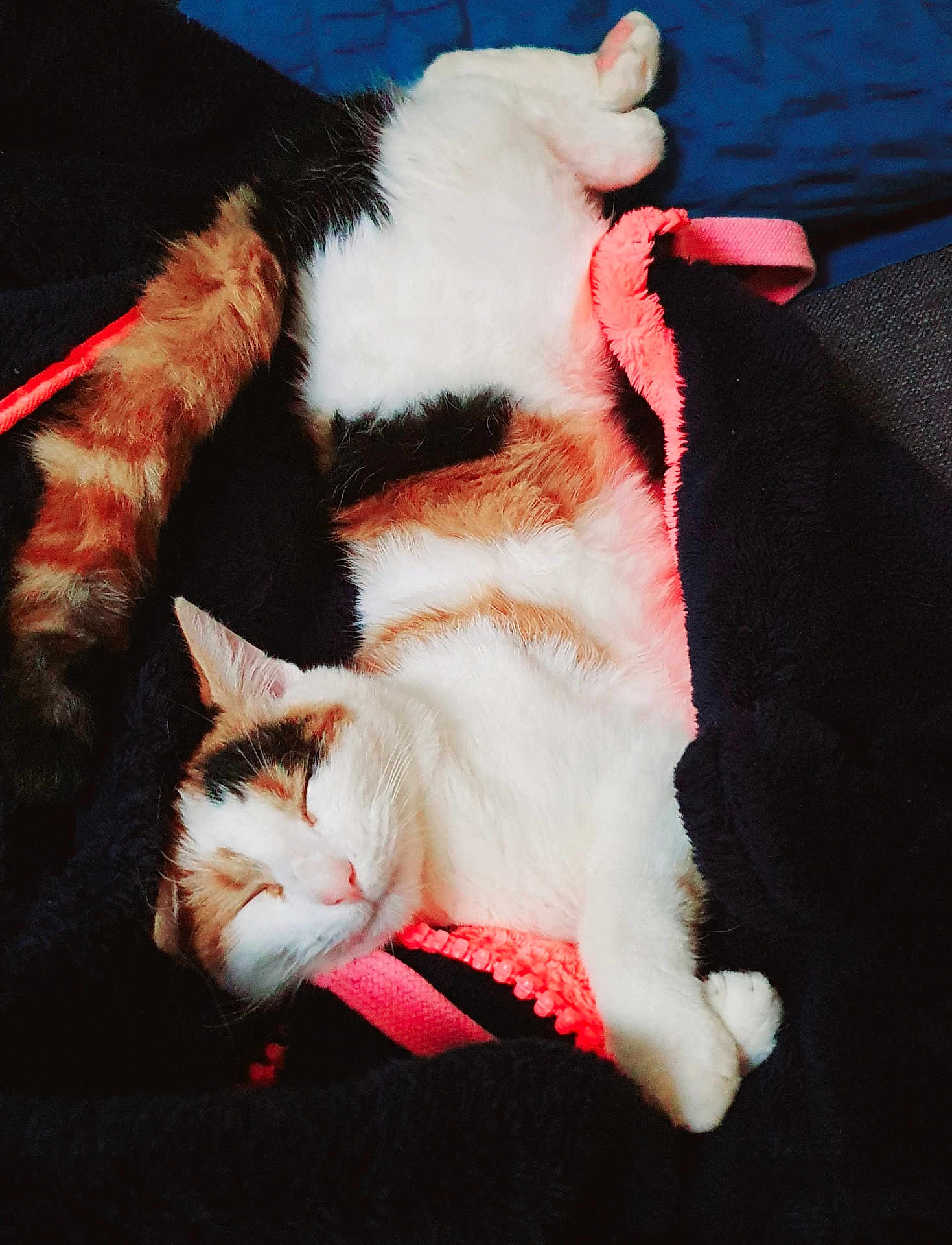 Namyra participe au concours pour gagner de l'argent avec cette photo : cat, calico_cat, sleeping, blanket, cozy, fur, pet, animal, resting, cute, indoor, soft, pink, black, relaxation, whiskers, paw, napping, comfort, feline