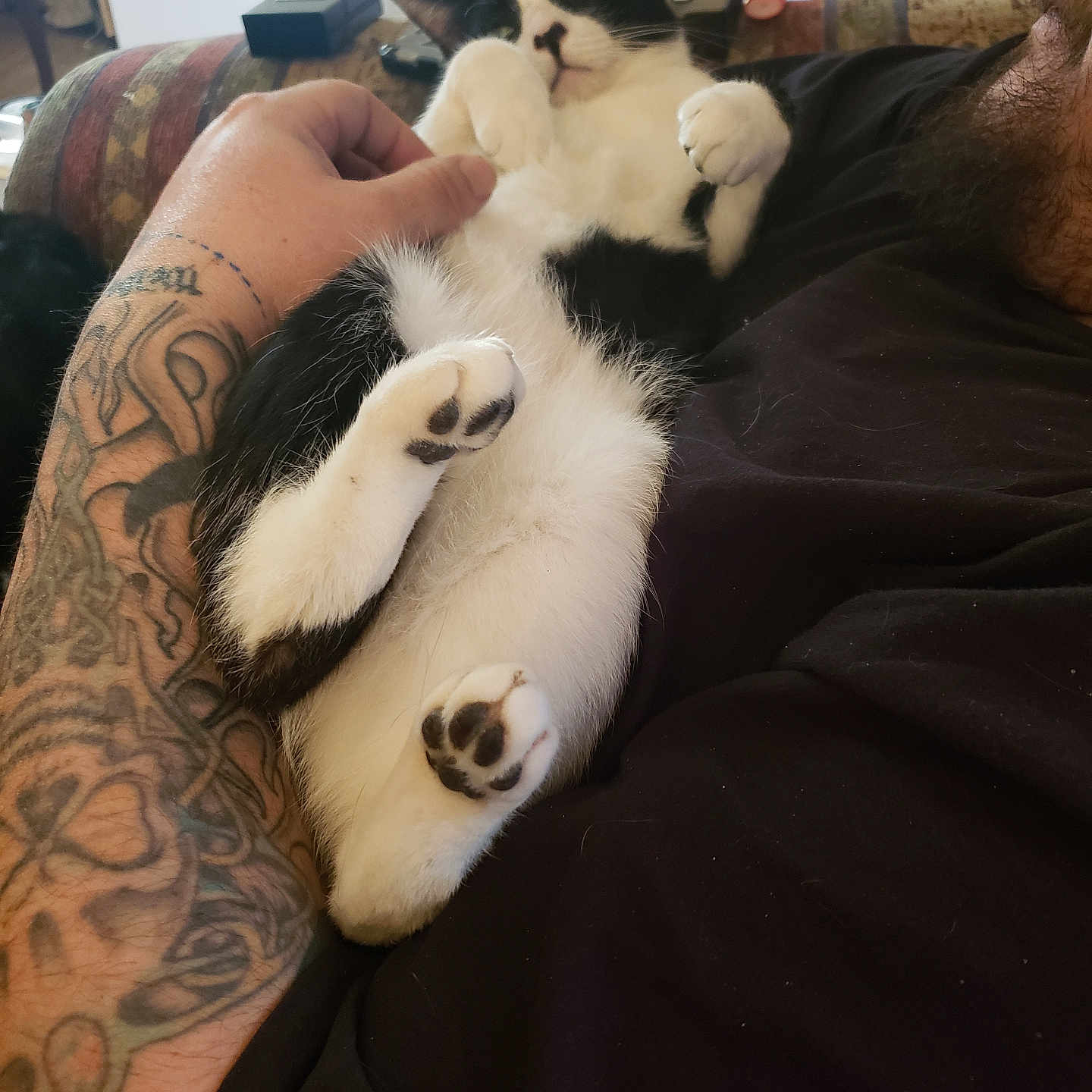 Oreo joined the competition — help win amazing prizes! adult, animal, back, bodypart, canine, cat, chair, couch, dog, finger, furniture, hand, kitten, male, man, manx, person, pet, skin, tattoo