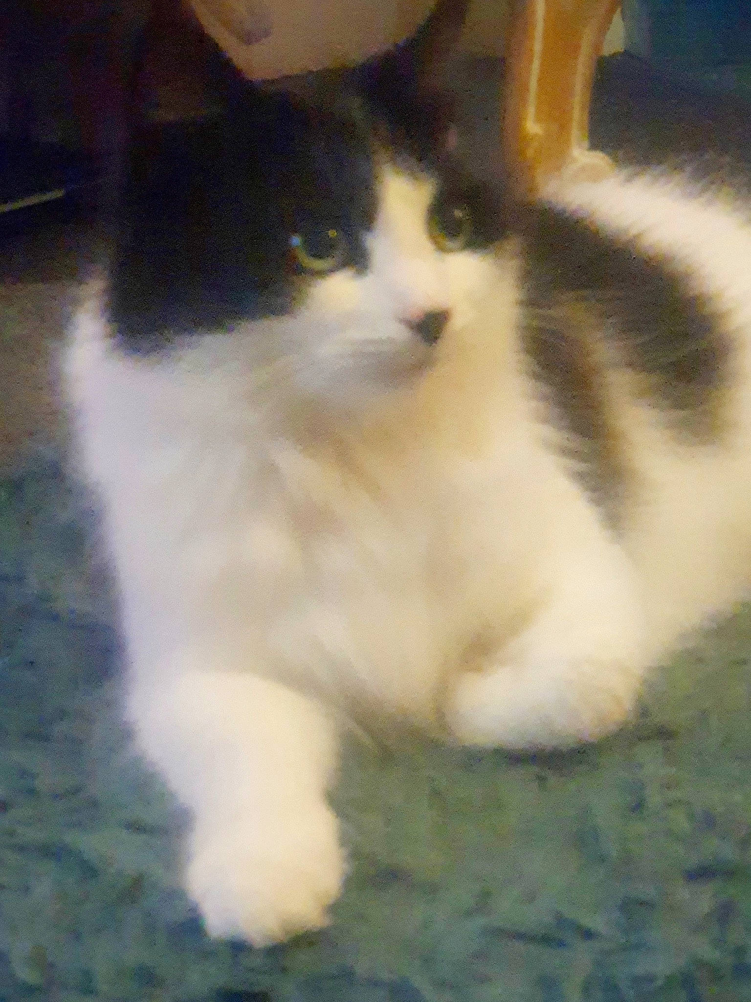 Figgy is registered to the contest to win money with this photo: carnivore, cat, claw, domestic_short_haired_cat, eye, felidae, fur, grass, paw, small_to_medium_sized_cats, snout, tail, terrestrial_animal, whiskers