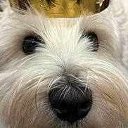 Elliott a rejoint le concours — aidez-le/la à gagner de superbes lots ! dog, white_dog, fluffy, crown, golden_crown, pet, close_up, face, nose, fur, indoor, cute, adorable, animal, portrait, looking_up, canine, domestic_animal, expression, headwear