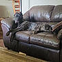 Laney Jane joined the competition — help win amazing prizes! brindle, brown, canine, carpet, comfort, couch, dog, domestic_animal, floor, furniture, home, indoor, leather, living_room, mammal, pet, relaxed, resting, wall_art, wooden_chair