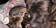 Laney Jane joined the competition — help win amazing prizes! animal, bed, blanket, blur, brindle_dog, cat, closeup, companion, cozy, dog, domestic_animal, fur, furniture, indoor, multicolor, paw, pet, resting, sleeping, tabby_cat