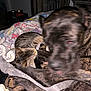animal, bed, blanket, blur, brindle_dog, cat, closeup, companion, cozy, dog, domestic_animal, fur, furniture, indoor, multicolor, paw, pet, resting, sleeping, tabby_cat
