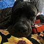 Laney Jane is registered to the contest to win money with this photo: animal, black_dog, blanket, canine, close_up, collar, dog, ears, face, fur, indoor, laying_down, orange, patterned_blanket, pet, relaxed, resting, sleeping, snout, soft_texture