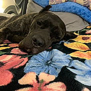 Laney Jane is registered to the contest to win money with this photo: animal, bed, blanket, brown, canine, closeup, comfort, cozy, dog, domestic, floral_pattern, fur, indoor, laying, pet, pillow, relaxation, resting, sleeping, soft