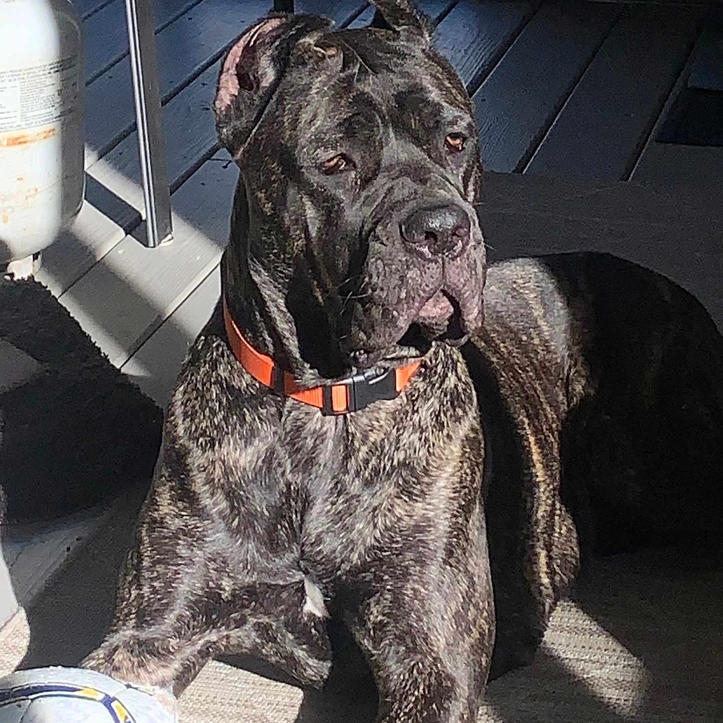 Laney Jane is registered to the contest to win money with this photo: animal, brindle, canine, contemplative, dog, domestic_animal, floor, indoor, large_dog, loyal, orange_collar, paw, pet, quiet, relaxed, resting, rug, shadow, soccer_ball, sunlight