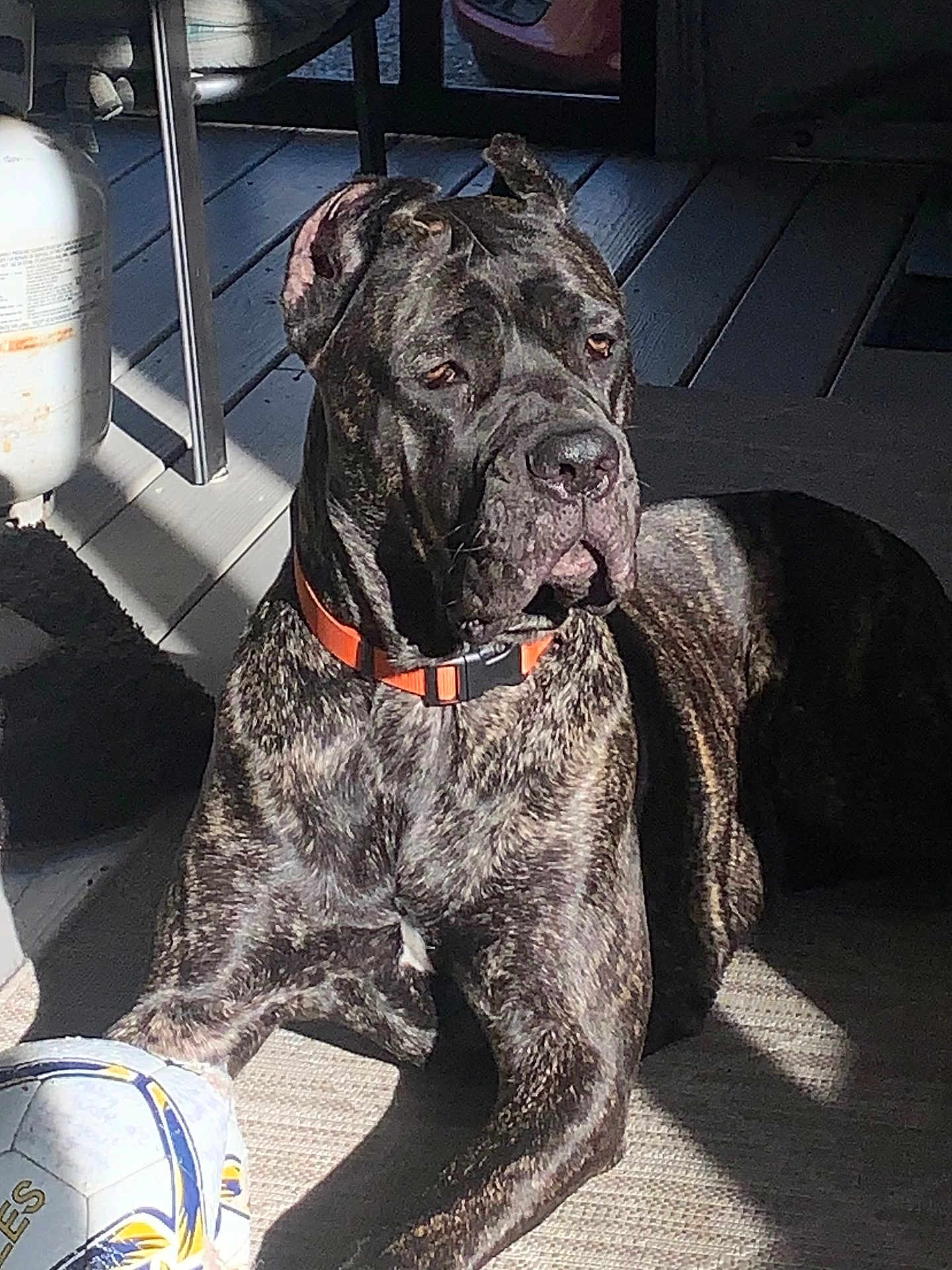 Laney Jane is registered to the contest to win money with this photo: animal, brindle, canine, contemplative, dog, domestic_animal, floor, indoor, large_dog, loyal, orange_collar, paw, pet, quiet, relaxed, resting, rug, shadow, soccer_ball, sunlight