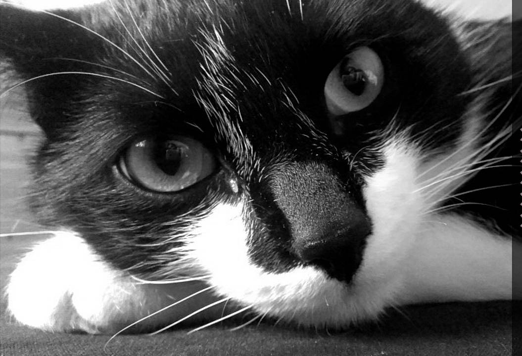 Marley participe au concours pour gagner de l'argent avec cette photo : black, black_and_white, black_cat, carnivore, cat, close_up, eye, felidae, fur, head, mammal, monochrome_photography, nose, organ, photography, small_to_medium_sized_cats, snapshot, snout, whiskers, white