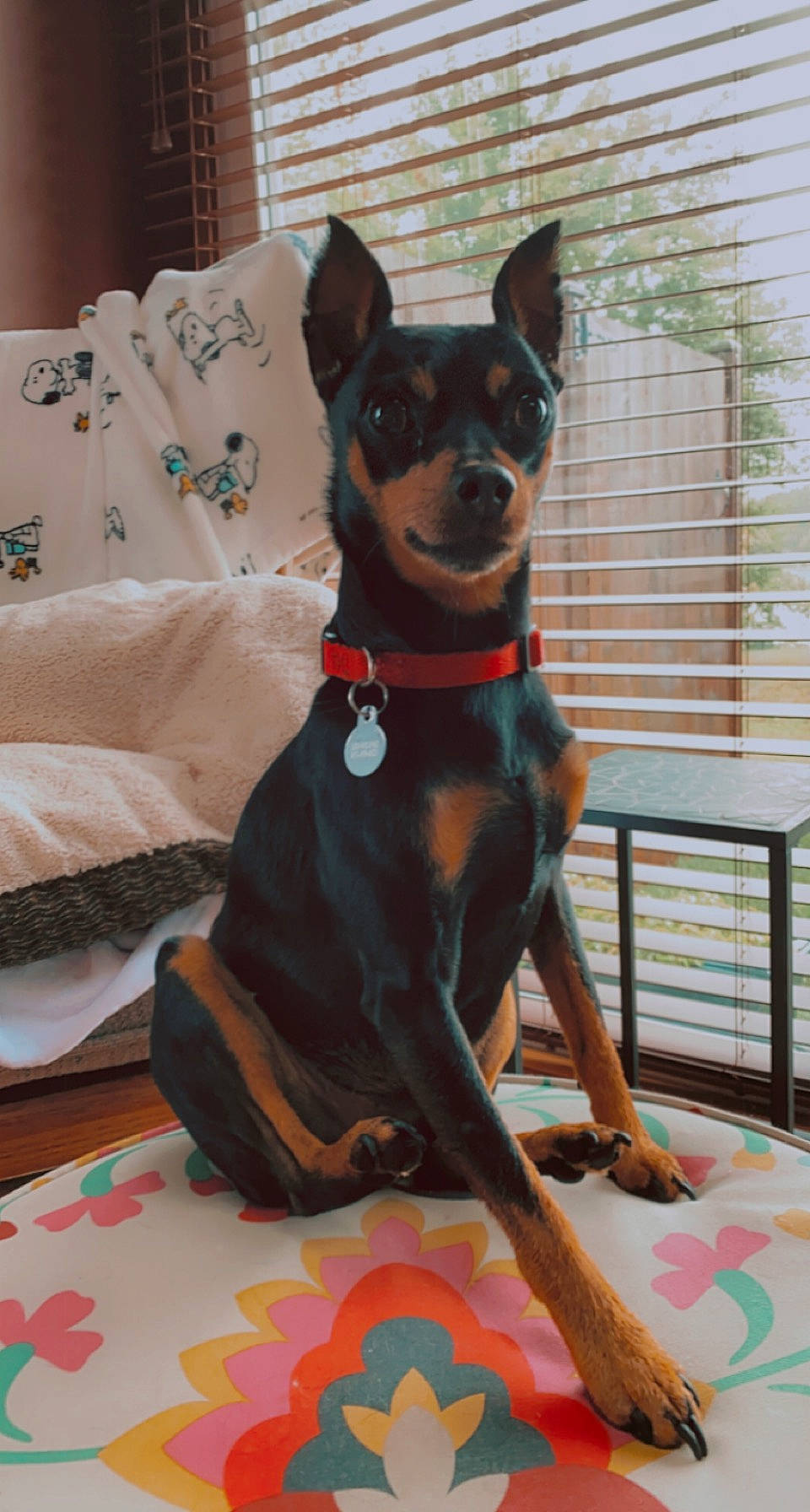 Oakley joined the competition — help win amazing prizes! canidae, carnivore, collar, comfort, companion_dog, dog, dog_breed, dog_collar, dog_supply, fawn, guard_dog, liver, pet_supply, snout, sporting_group, terrestrial_animal, toy_dog, whiskers, working_animal, working_dog