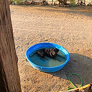 Moby joined the competition — help win amazing prizes! dog, pool, water, blue, outdoor, yard, sunlight, shadow, dirt, hose, wood, pet, summer, relaxing, canine, animal, kiddie_pool, sunny, resting, black_dog