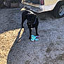 animal, black_dog, blue_collar, collar, daylight, detour_sign, dog, gravel, old_truck, outdoor, pet, pickup_truck, playful, plush_toy, rusty, shadow, sunlight, toy, vehicle, yard