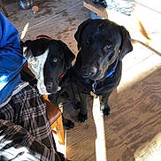 Omar joined the competition — help win amazing prizes! animal, ball, black_dog, blue_jacket, chair, collar, companion, daylight, dog, floor, indoor, looking_up, metal_bowl, person_partial, pet, plaid_pants, shadow, sunlight, waiting, wooden_floor