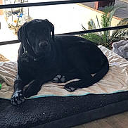 Omar joined the competition — help win amazing prizes! dog, black_dog, blanket, toy, indoor, resting, pet, animal, paw, collar, plant, floor, home, relaxing, laying, furniture, green_toy, fur, canine, domestic