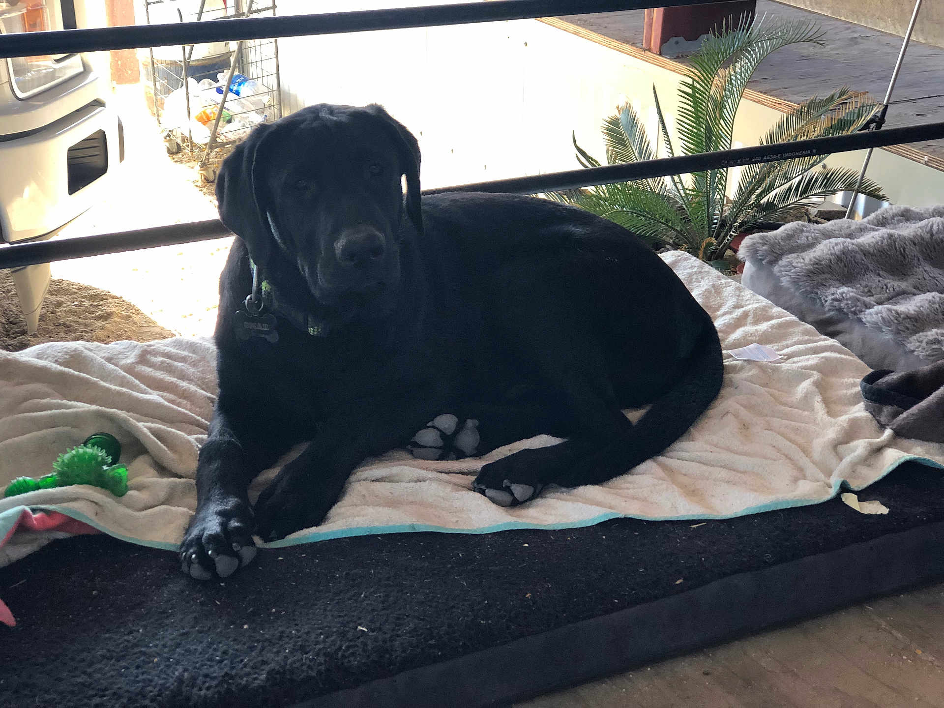 Omar joined the competition — help win amazing prizes! dog, black_dog, blanket, toy, indoor, resting, pet, animal, paw, collar, plant, floor, home, relaxing, laying, furniture, green_toy, fur, canine, domestic