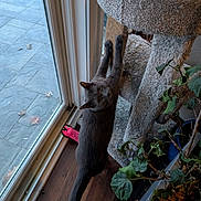 Leo Gray is registered to the contest to win money with this photo: carpeted_post, cat, cat_tree, curiosity, feline, grey_cat, home_interior, houseplant, indoor, leaves, looking_up, patio_tiles, pet, pink_toy, potted_plant, scratching_post, sliding_door, stretching, toy, wood_floor