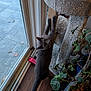 carpeted_post, cat, cat_tree, curiosity, feline, grey_cat, home_interior, houseplant, indoor, leaves, looking_up, patio_tiles, pet, pink_toy, potted_plant, scratching_post, sliding_door, stretching, toy, wood_floor