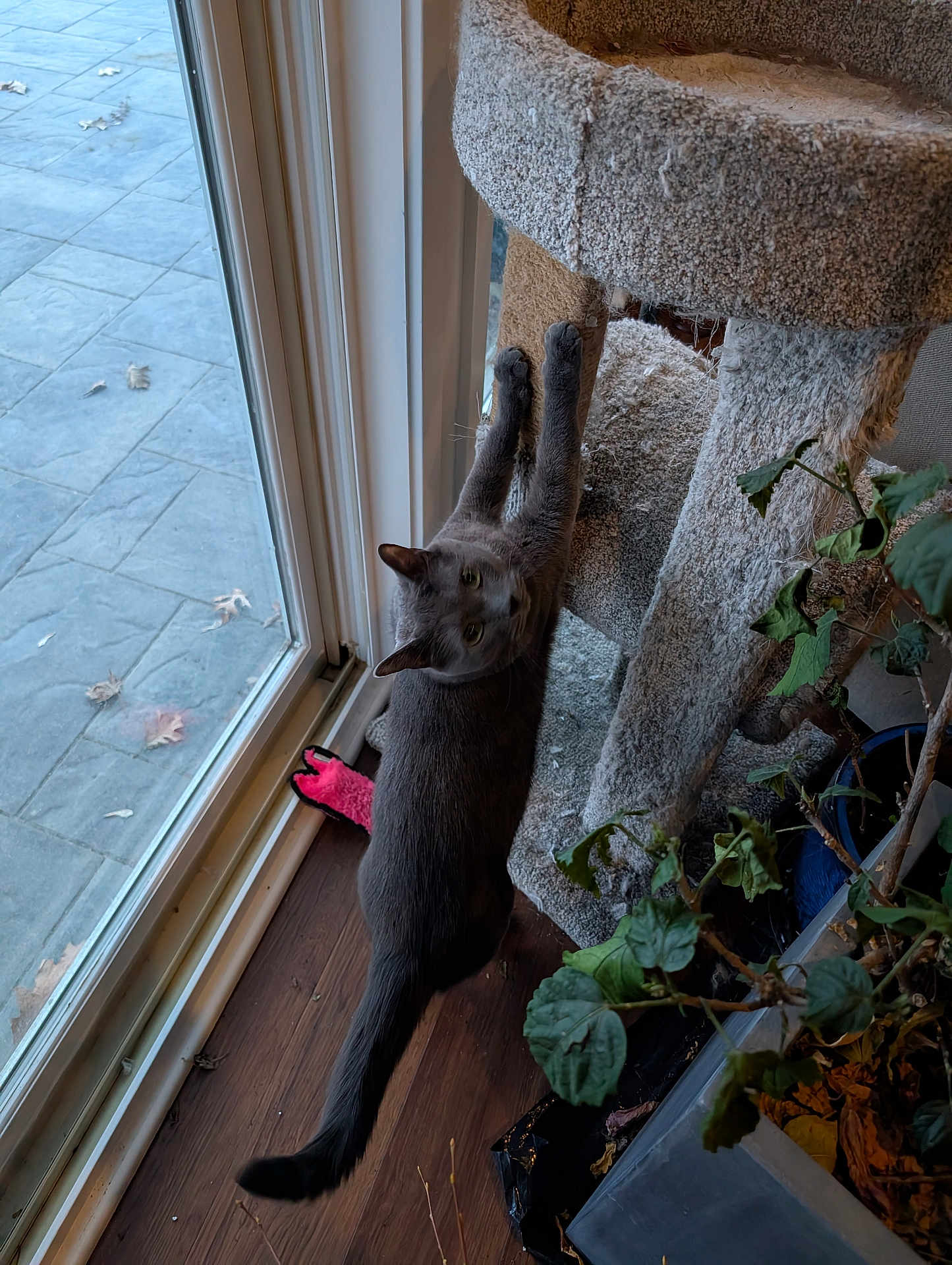 Leo Gray is registered to the contest to win money with this photo: carpeted_post, cat, cat_tree, curiosity, feline, grey_cat, home_interior, houseplant, indoor, leaves, looking_up, patio_tiles, pet, pink_toy, potted_plant, scratching_post, sliding_door, stretching, toy, wood_floor