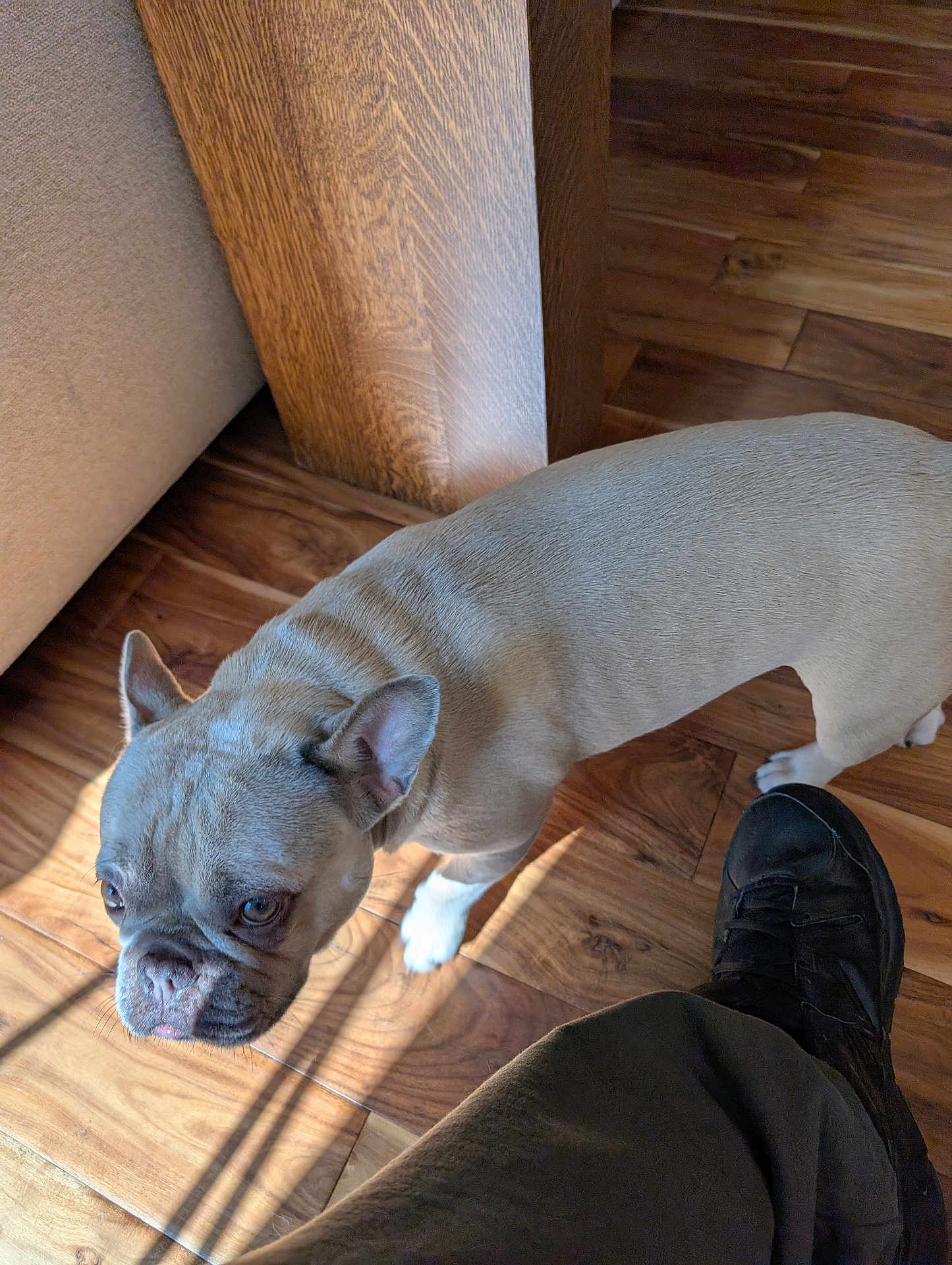 Bella joined the competition — help win amazing prizes! animal, beige, brown, companion, curious, cute, dog, domestic, ears, face, footwear, french_bulldog, indoor, paw, pet, shadow, shoe, standing, sunlight, wooden_floor