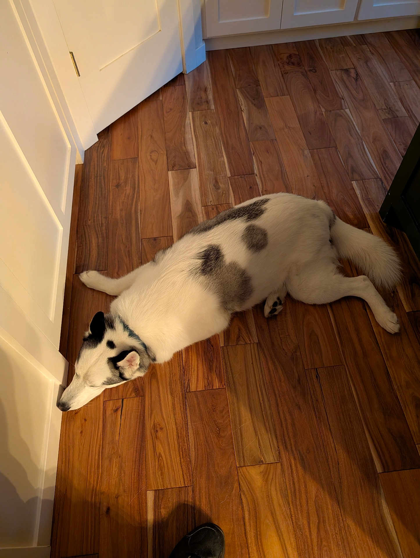Oden joined the competition — help win amazing prizes! dog, white_dog, black_spots, lying_down, wooden_floor, indoor, pet, animal, flooring, relaxed, resting, canine, fur, collar, house, home_interior, quiet, sleeping, domestic_animal, paw