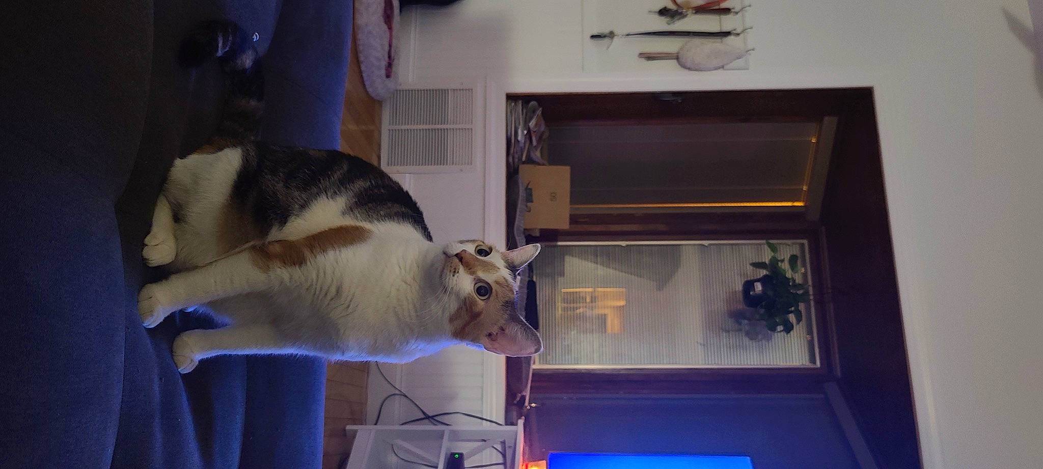 Nova is registered to the contest to win money with this photo: canidae, carnivore, cat, companion_dog, dog_breed, domestic_short_haired_cat, felidae, fur, machine, paw, room, small_to_medium_sized_cats, snout, sporting_group, tail, whiskers, window