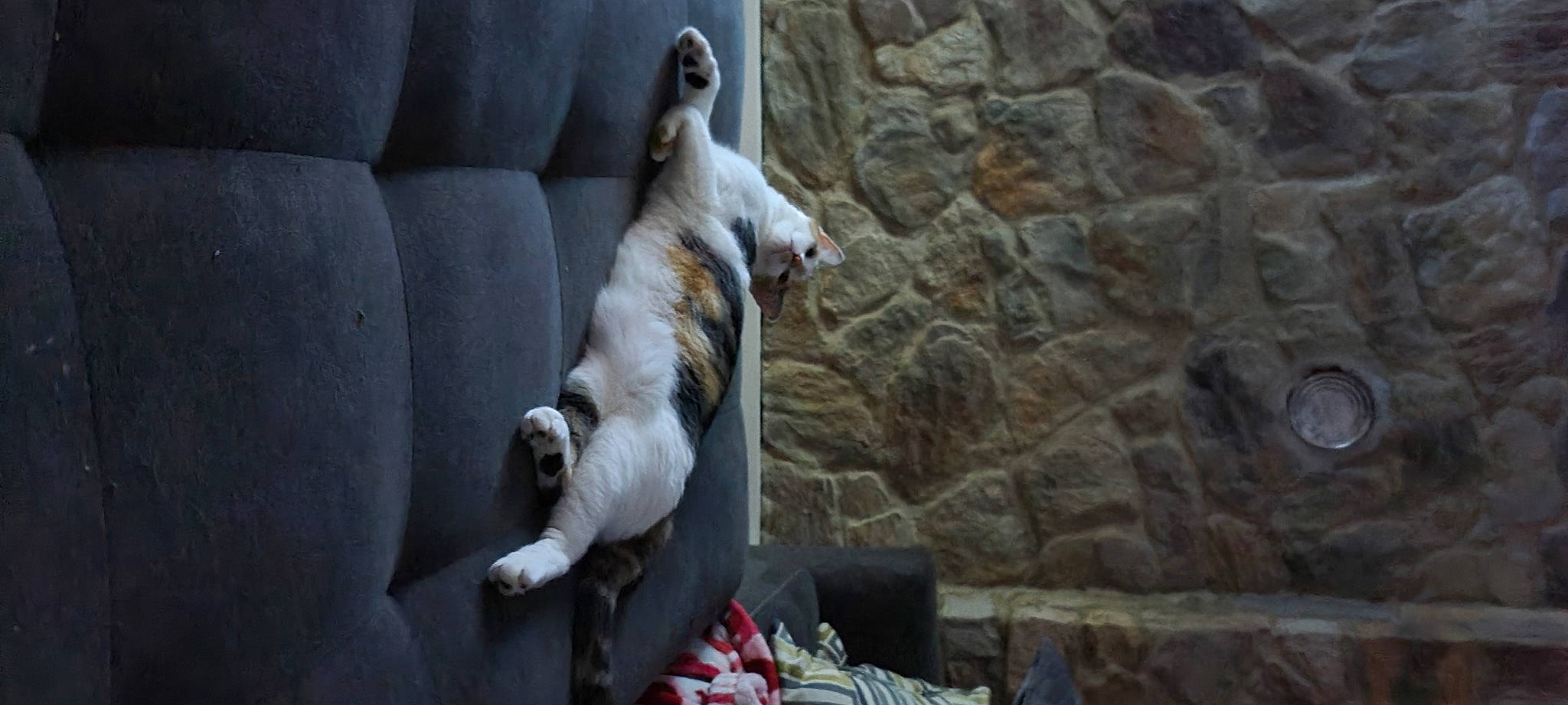 Nova is registered to the contest to win money with this photo: canidae, carnivore, comfort, companion_dog, dog, dog_breed, fawn, felidae, fur, linens, non_sporting_group, paw, small_to_medium_sized_cats, sporting_group, tail, wall, whiskers, working_animal