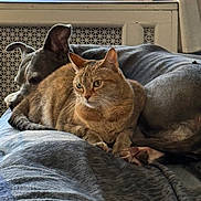 Gracie Mae is registered to the contest to win money with this photo: animal, blanket, cat, comfort, companion, couch, cozy, dog, domestic, fur, furry, home, indoor, pet, quiet, relaxing, resting, side_view, snuggling, warm_light