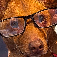 Addie is registered to the contest to win money with this photo: dog, glasses, brown_fur, close_up, pet, collar, ears, face, animal, portrait, cute, domestic_animal, canine, looking, whiskers, nose, eyes, indoor, wearing, accessory