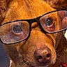 dog, glasses, brown_fur, close_up, pet, collar, ears, face, animal, portrait, cute, domestic_animal, canine, looking, whiskers, nose, eyes, indoor, wearing, accessory