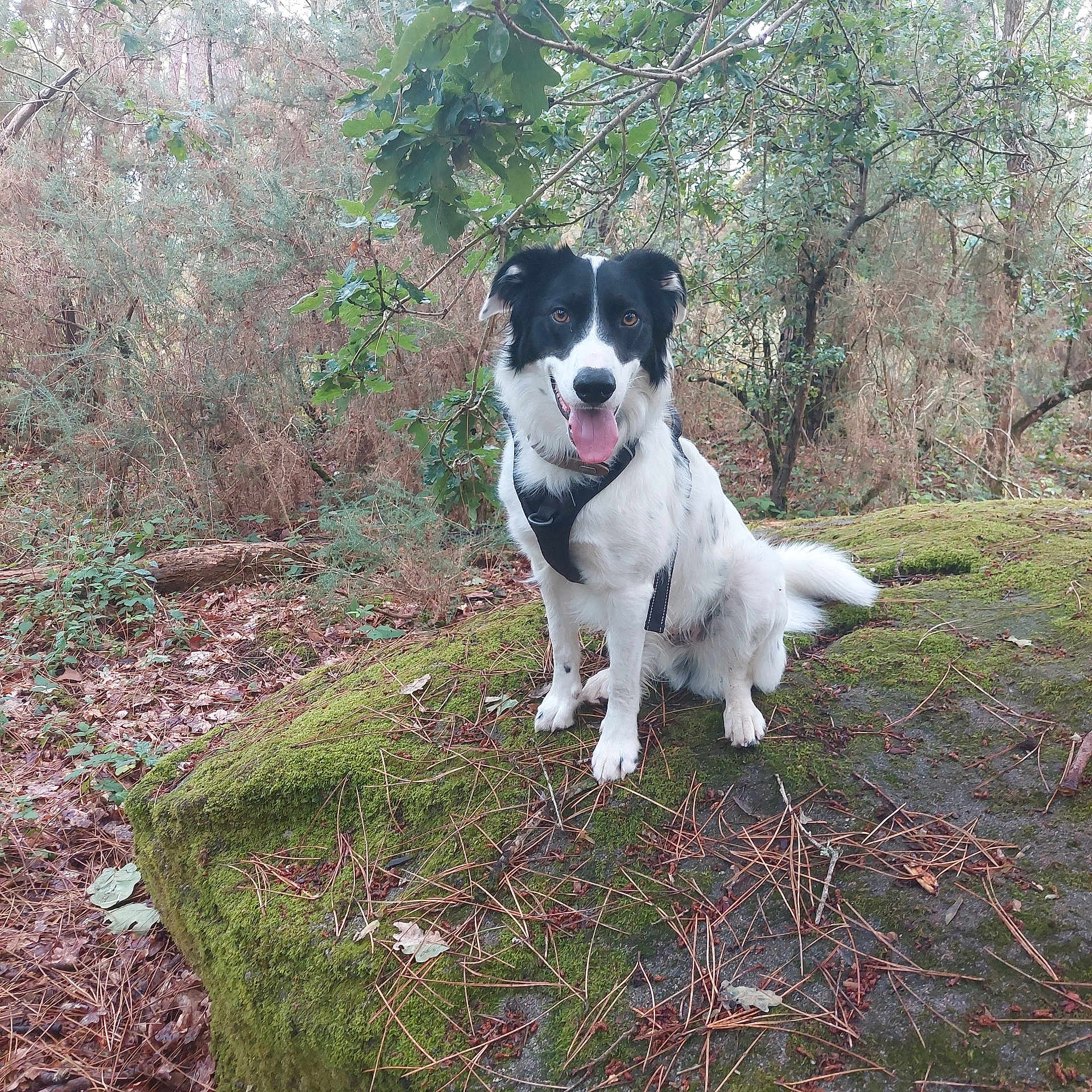 Saïko participe au concours pour gagner de l'argent avec cette photo : animal, black_and_white, branch, canine, dog, forest, ground, happy, harness, leaves, moss, nature, outdoor, pet, rock, sitting, smiling, tongue_out, tree, woodland