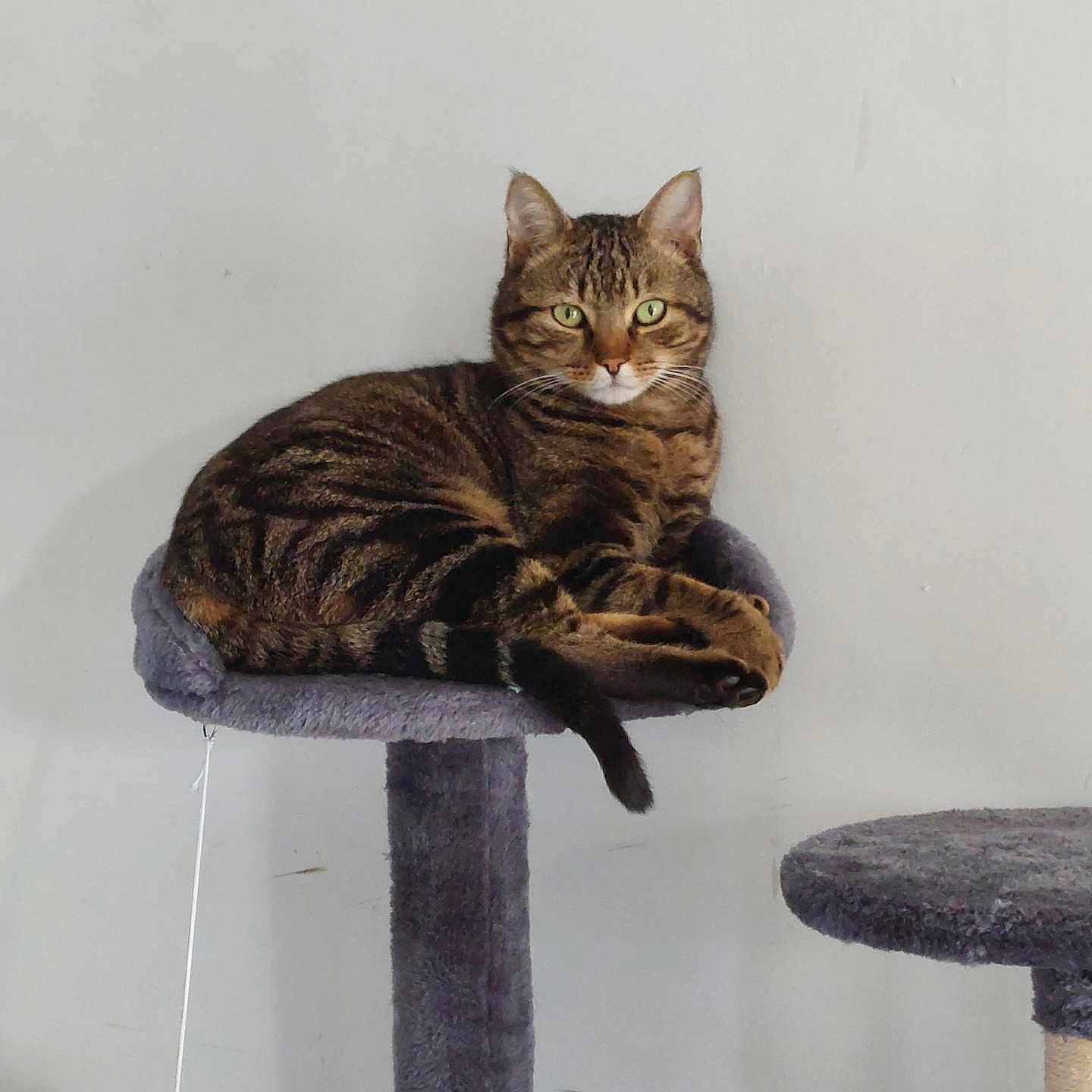 Tokyo a rejoint le concours — aidez-le/la à gagner de superbes lots ! animal, cat, cat_tree, comfortable, domestic, ears, feline, fur, gray, green_eyes, indoor, looking, perched, pet, relaxed, striped, tabby, tail, toy, whiskers