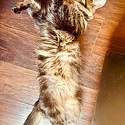 Gunner joined the competition — help win amazing prizes! cat, tabby, fluffy, sleeping, relaxed, wooden_floor, pet, animal, feline, indoor, stretching, fur, whiskers, tail, cute, sleep, cozy, domestic, mammal, resting