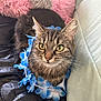 Gunner is registered to the contest to win money with this photo: cat, tabby, flower_lei, indoor, couch, pet, fur, whiskers, relaxed, green_eyes, closeup, animal, domestic_cat, cute, soft, feline, leisure, decor, comfort, resting