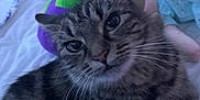 Gunner is registered to the contest to win money with this photo: cat, tabby, pet, animal, feline, whiskers, bed, stuffed_animals, plush_toys, comfort, indoor, cute, fur, relaxed, closeup, portrait, cozy, domestic, playful, resting