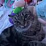 cat, tabby, pet, animal, feline, whiskers, bed, stuffed_animals, plush_toys, comfort, indoor, cute, fur, relaxed, closeup, portrait, cozy, domestic, playful, resting
