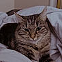 Gunner joined the competition — help win amazing prizes! cat, tabby_cat, pet, feline, animal, indoor, blanket, white_blanket, resting, fur, whiskers, ears, sleepy, cozy, comfort, closeup, portrait, domestic_animal, relaxed, soft_lighting