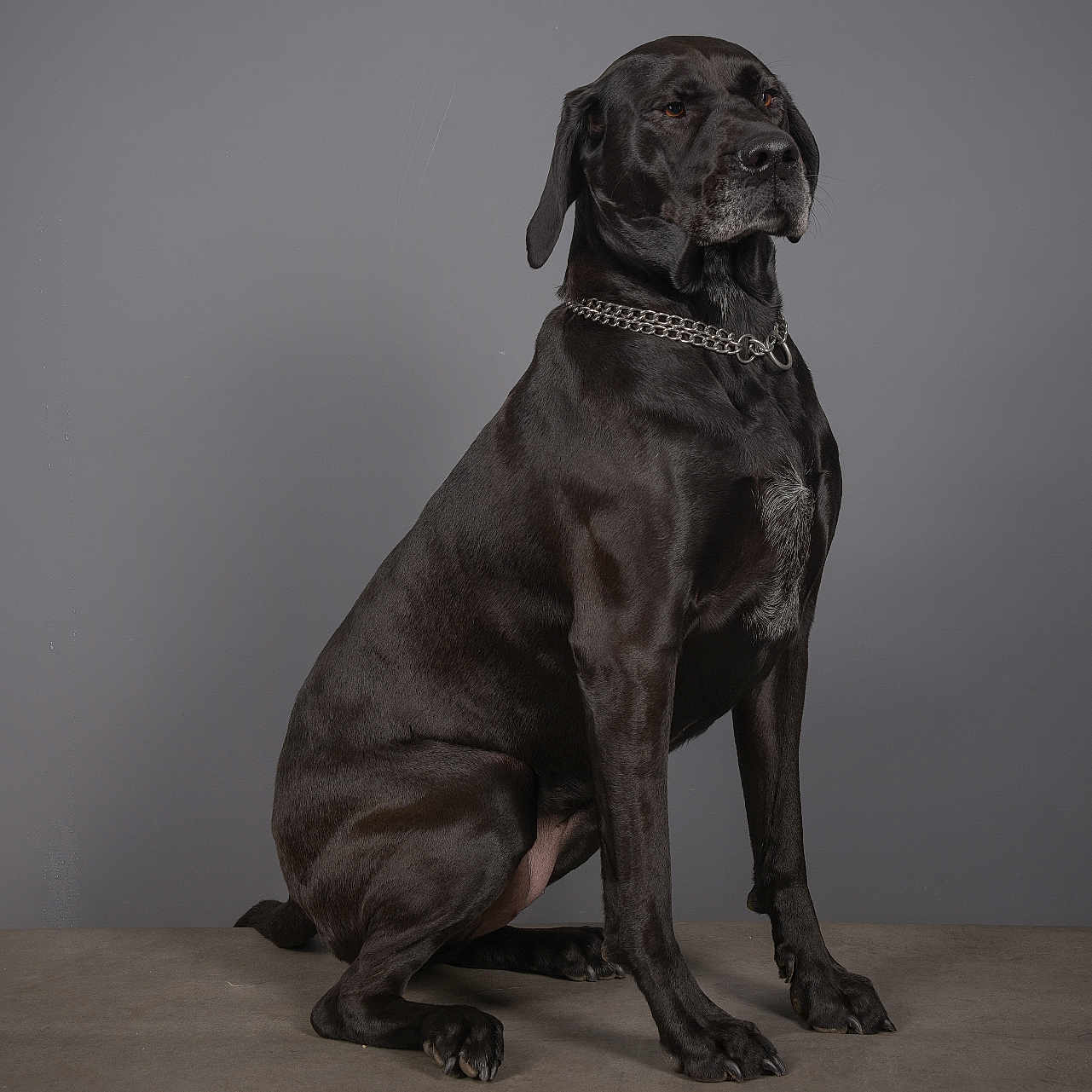 Roxy participe au concours pour gagner de l'argent avec cette photo : animal, canine, dog, greatdane, hound, labradorretriever, pet, pointer, puppy