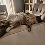 animal, cat, chair, cozy, curtains, decor, fluffy, furniture, glass, home, indoor, light, pet, relaxed, resting, shadow, sleeping, soft, table, terrarium