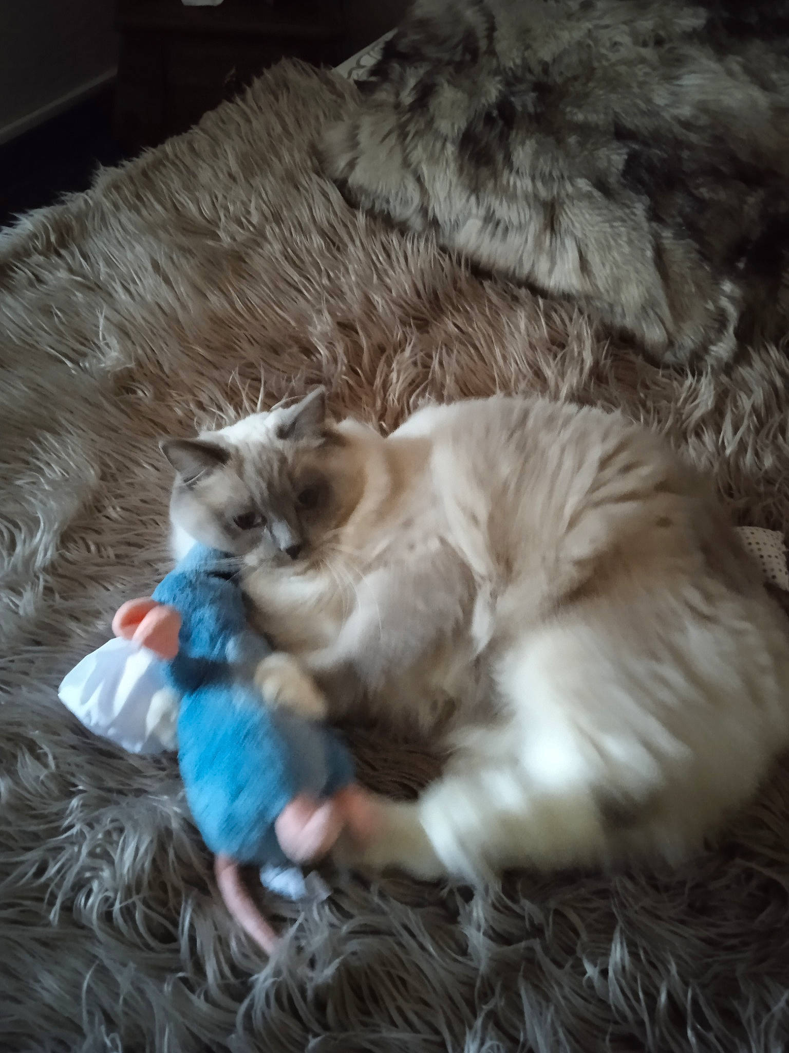 Topaze participe au concours pour gagner de l'argent avec cette photo : birman, carnivore, cat, claw, comfort, companion_dog, fawn, felidae, fur, natural_material, paw, small_to_medium_sized_cats, tail, terrestrial_animal, whiskers