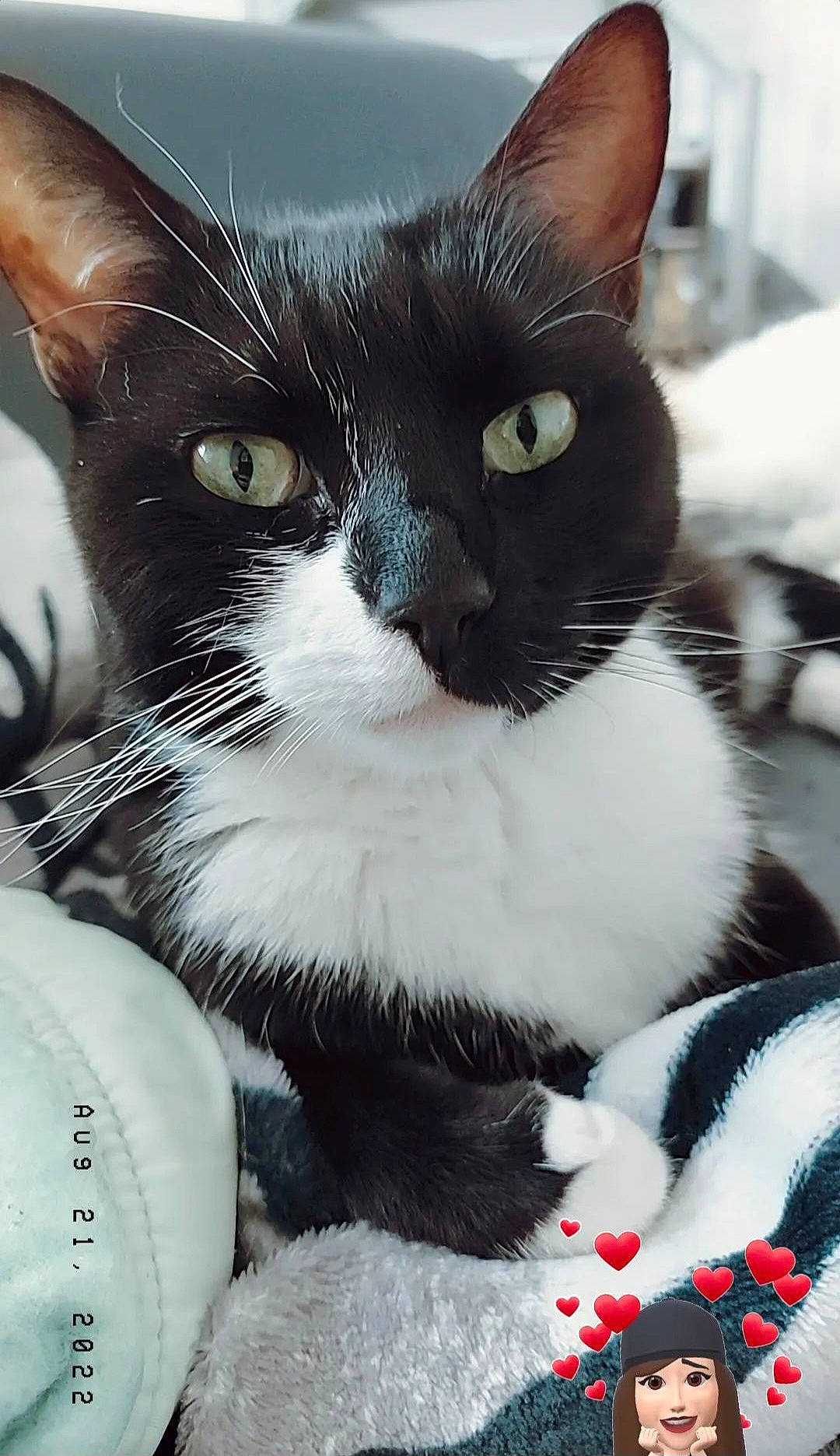 Calypso participe au concours pour gagner de l'argent avec cette photo : carnivore, cat, claw, comfort, domestic_short_haired_cat, eye, felidae, fur, hair, head, human_body, iris, leg, nose, paw, small_to_medium_sized_cats, snout, tail, whiskers, white