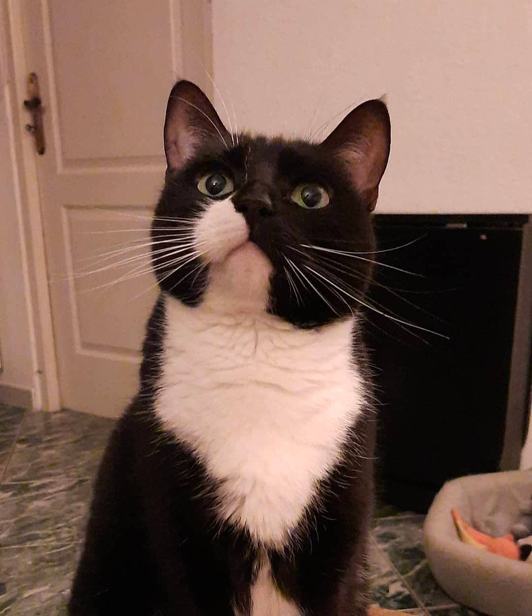 Calypso participe au concours pour gagner de l'argent avec cette photo : black_cat, carnivore, cat, comfort, domestic_short_haired_cat, door, eye, felidae, formal_wear, fur, monochrome_photography, paw, small_to_medium_sized_cats, snout, tail, terrestrial_animal, whiskers, window