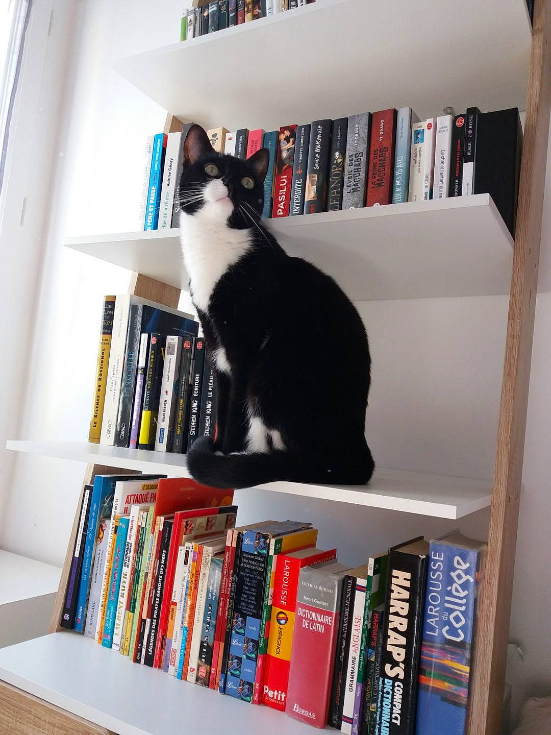 Calypso participe au concours pour gagner de l'argent avec cette photo : book, book_cover, bookcase, carnivore, cat, collection, domestic_short_haired_cat, felidae, fur, furniture, hardwood, home, publication, room, shelf, shelving, small_to_medium_sized_cats, tail, whiskers, wood