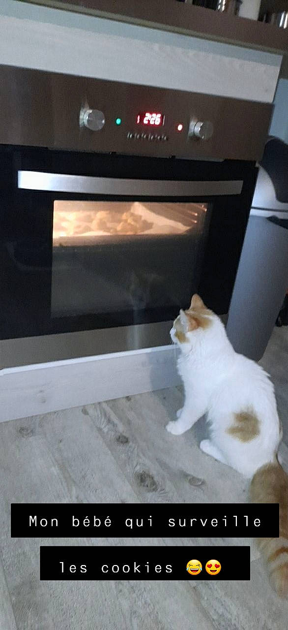 Garfield a rejoint le concours — aidez-le/la à gagner de superbes lots ! box, carnivore, cat, felidae, flooring, fur, gas, hardwood, home_appliance, kitchen_appliance, machine, major_appliance, microwave_oven, rectangle, refrigerator, room, small_to_medium_sized_cats, tail, whiskers, wood
