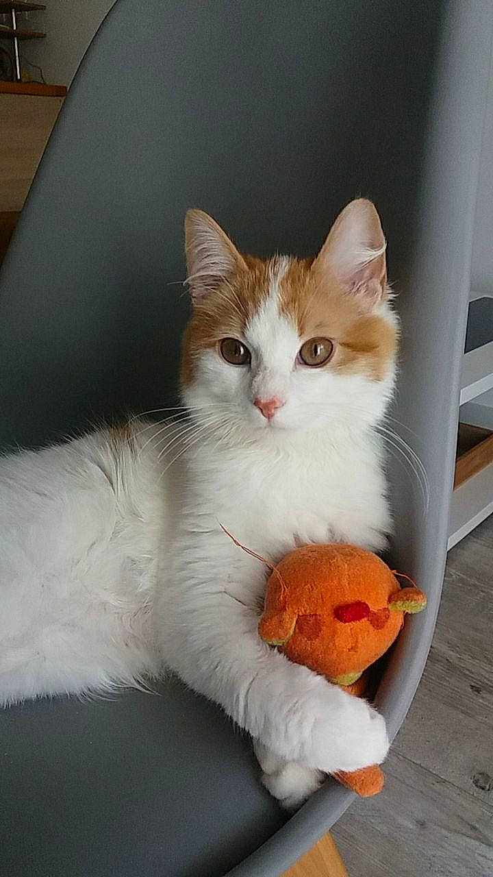 Garfield a rejoint le concours — aidez-le/la à gagner de superbes lots ! box, carnivore, cat, cat_supply, claw, comfort, domestic_short_haired_cat, fawn, felidae, fur, paw, pet_supply, pumpkin, small_to_medium_sized_cats, snout, tail, toy, vegetable, whiskers, window