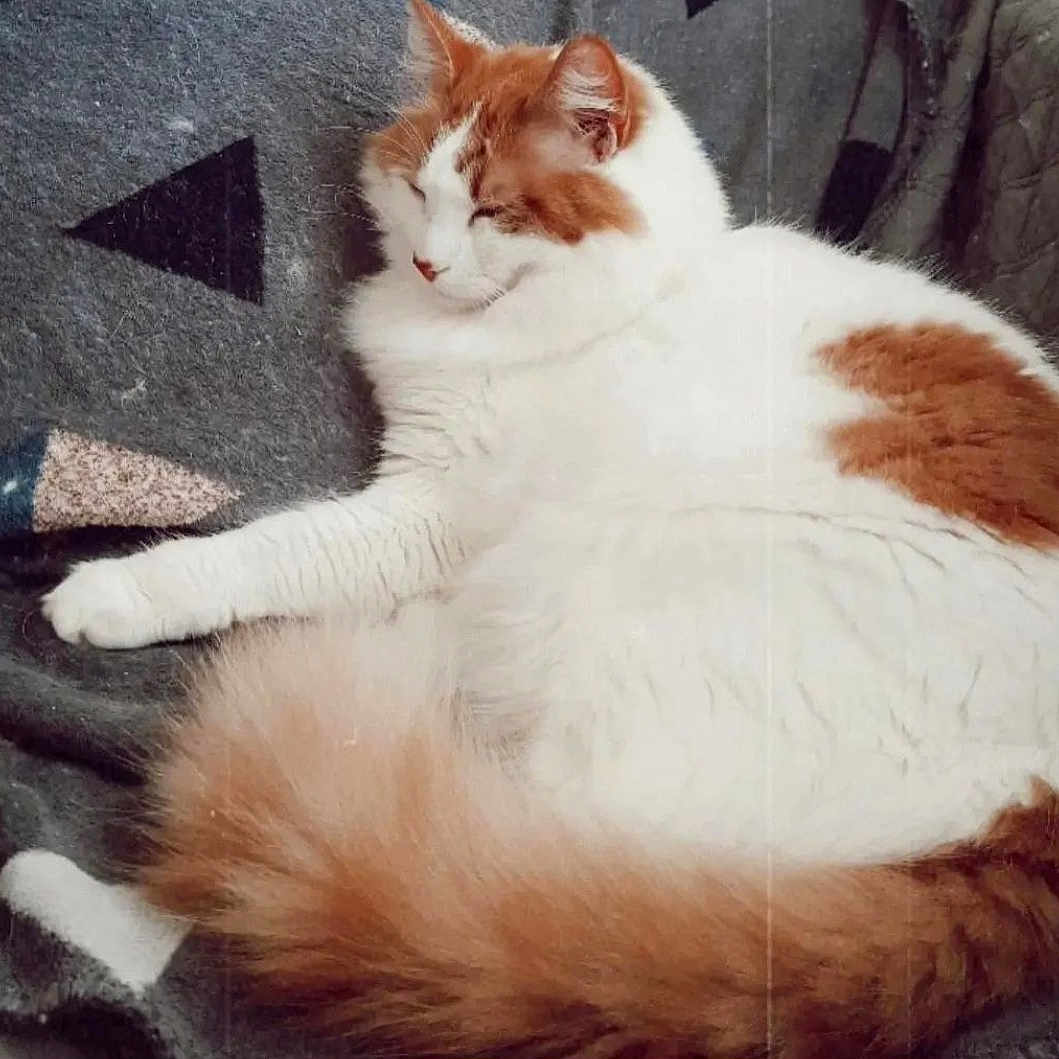 Garfield