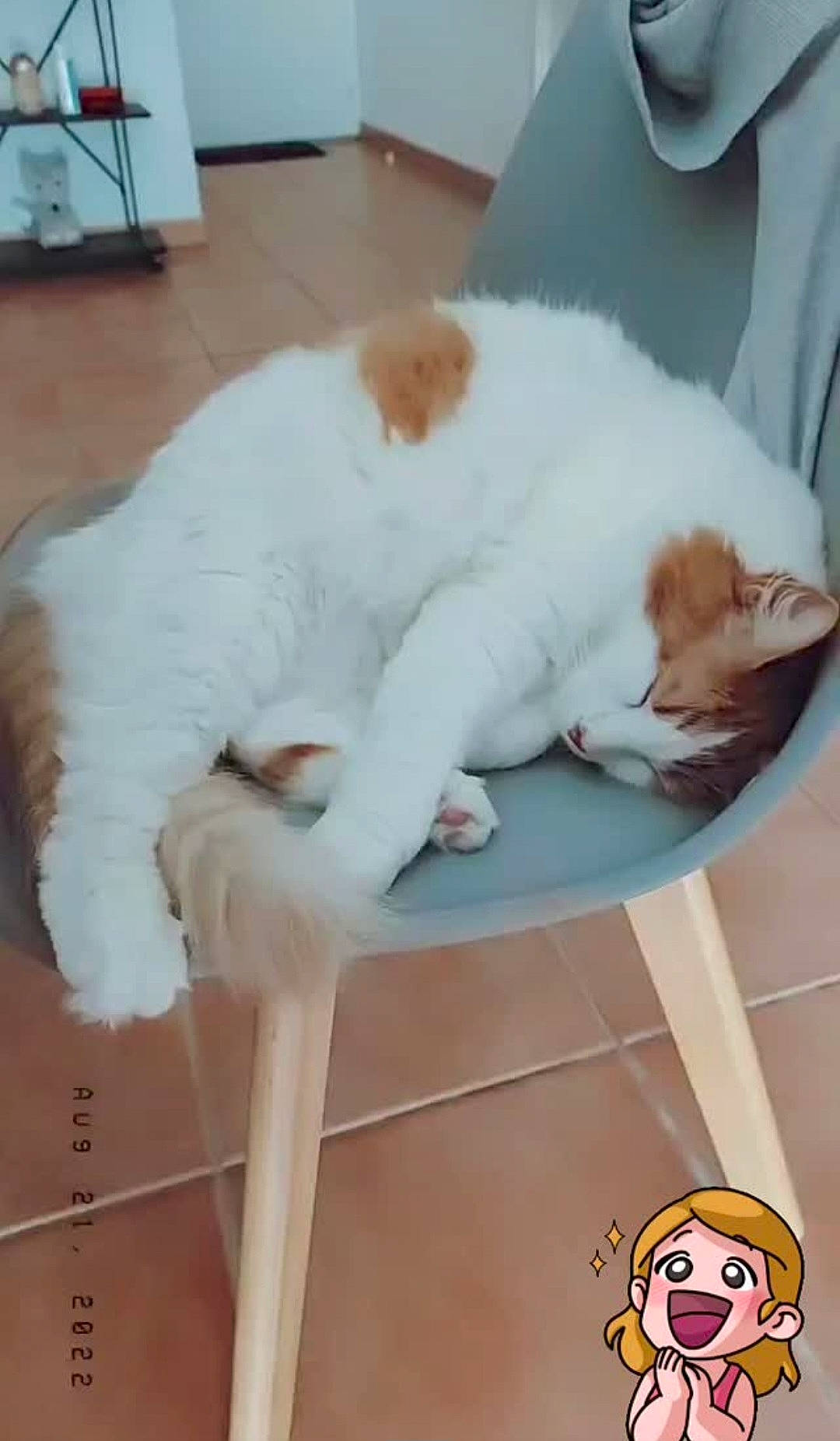 Garfield participe au concours pour gagner de l'argent avec cette photo : carnivore, cat, cat_bed, cat_supply, chair, claw, comfort, companion_dog, felidae, flooring, foot, fur, hardwood, paw, pet_supply, sitting, small_to_medium_sized_cats, tail, whiskers